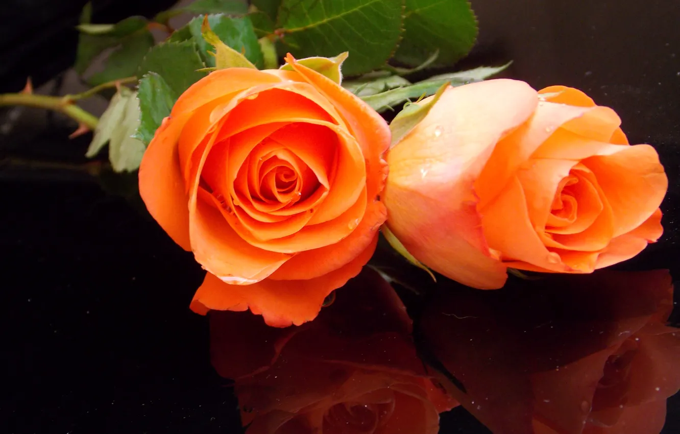 Фото обои фото, Цветы, Оранжевый, Две, Розы