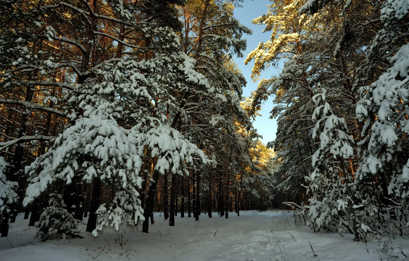 Фото обои зима, лес, снег, пейзаж