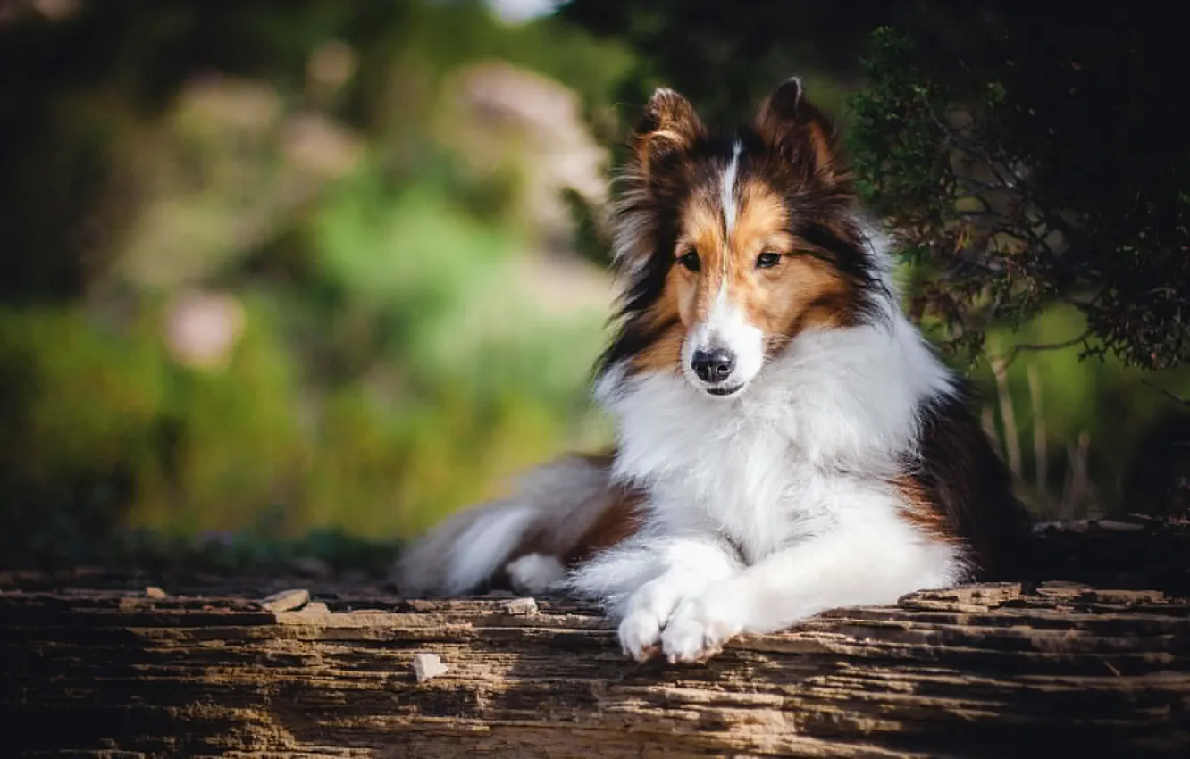 Фото обои взгляд, друг, собака