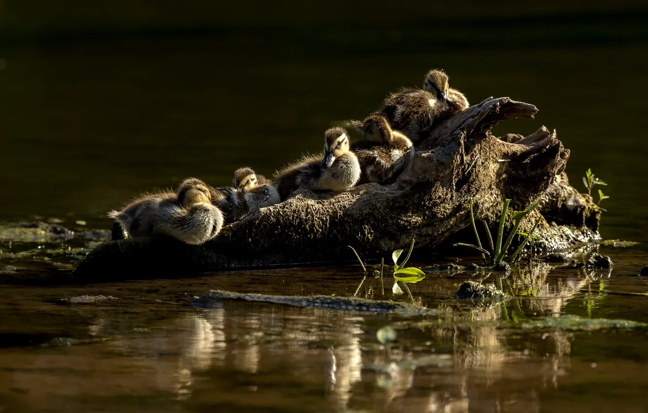 Фото обои вода, свет, птицы, природа, отражение, берег, утки, коряга