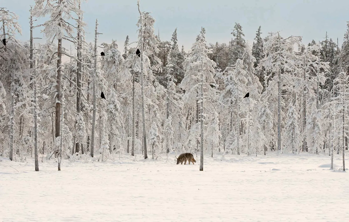 Фото обои зима, лес, волк, ворон, Финляндия