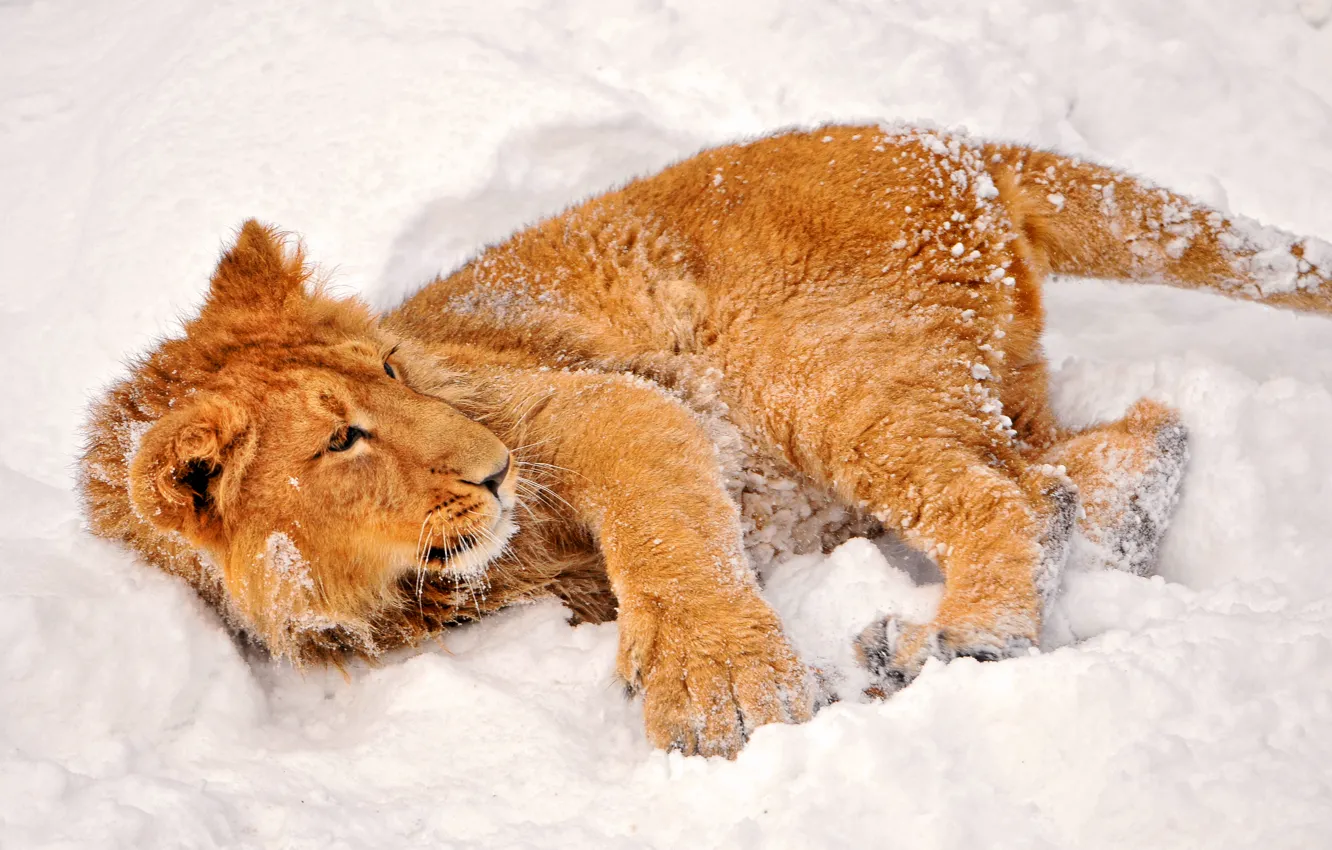 Фото обои зима, взгляд, снег, львенок