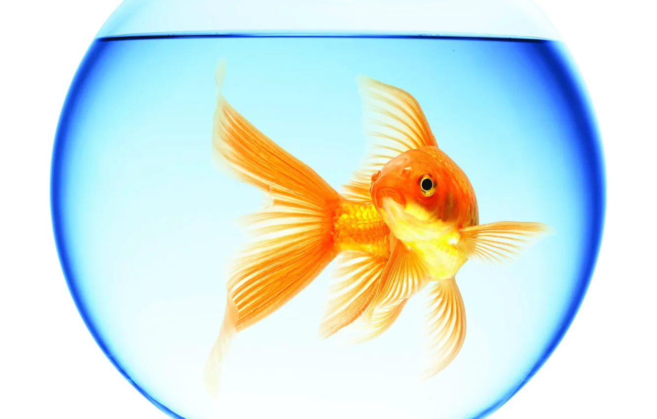 Фото обои вода, отражение, круглый, аквариум, золотая рыбка, белый фон, плавает