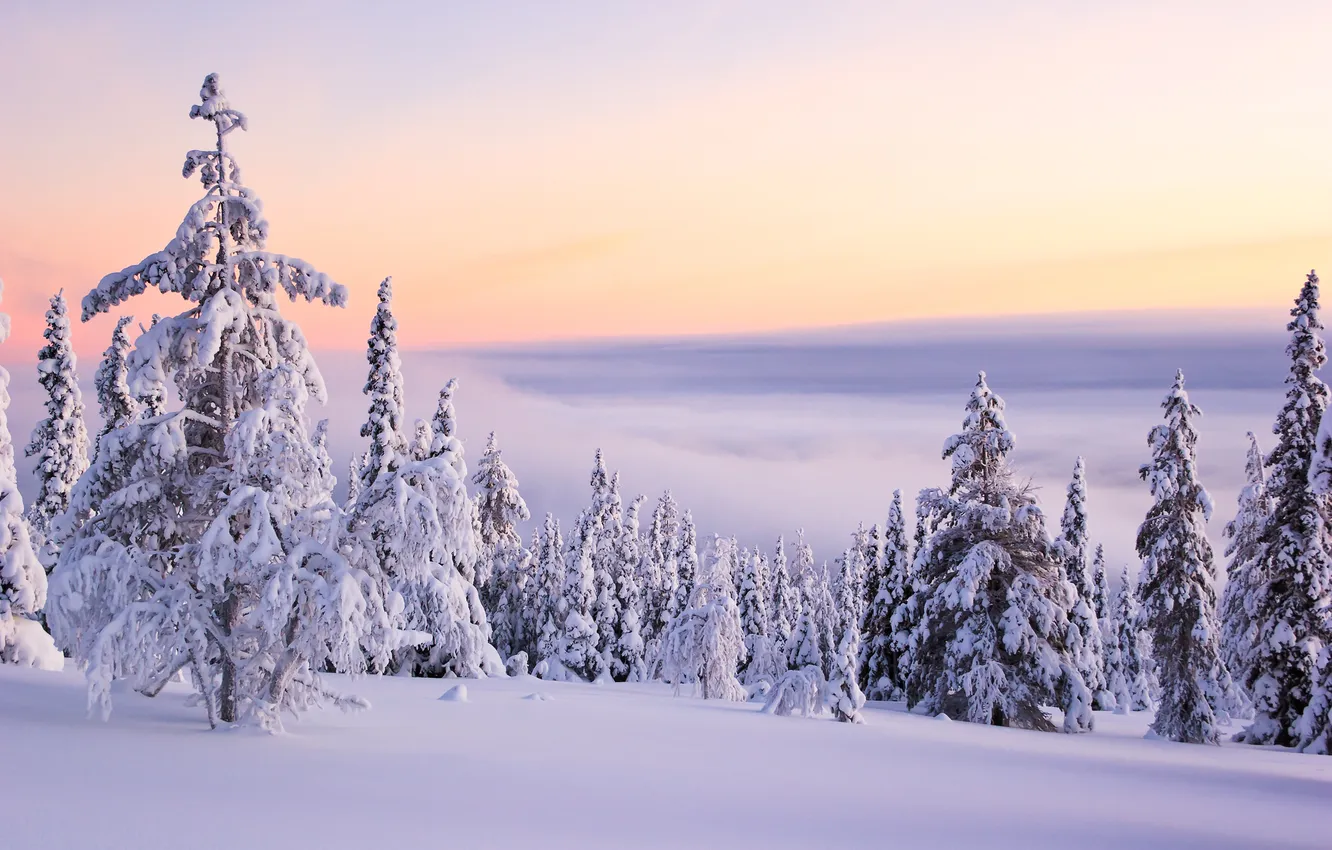 Фото обои зима, небо, солнце, облака, снег, деревья, пейзаж, закат