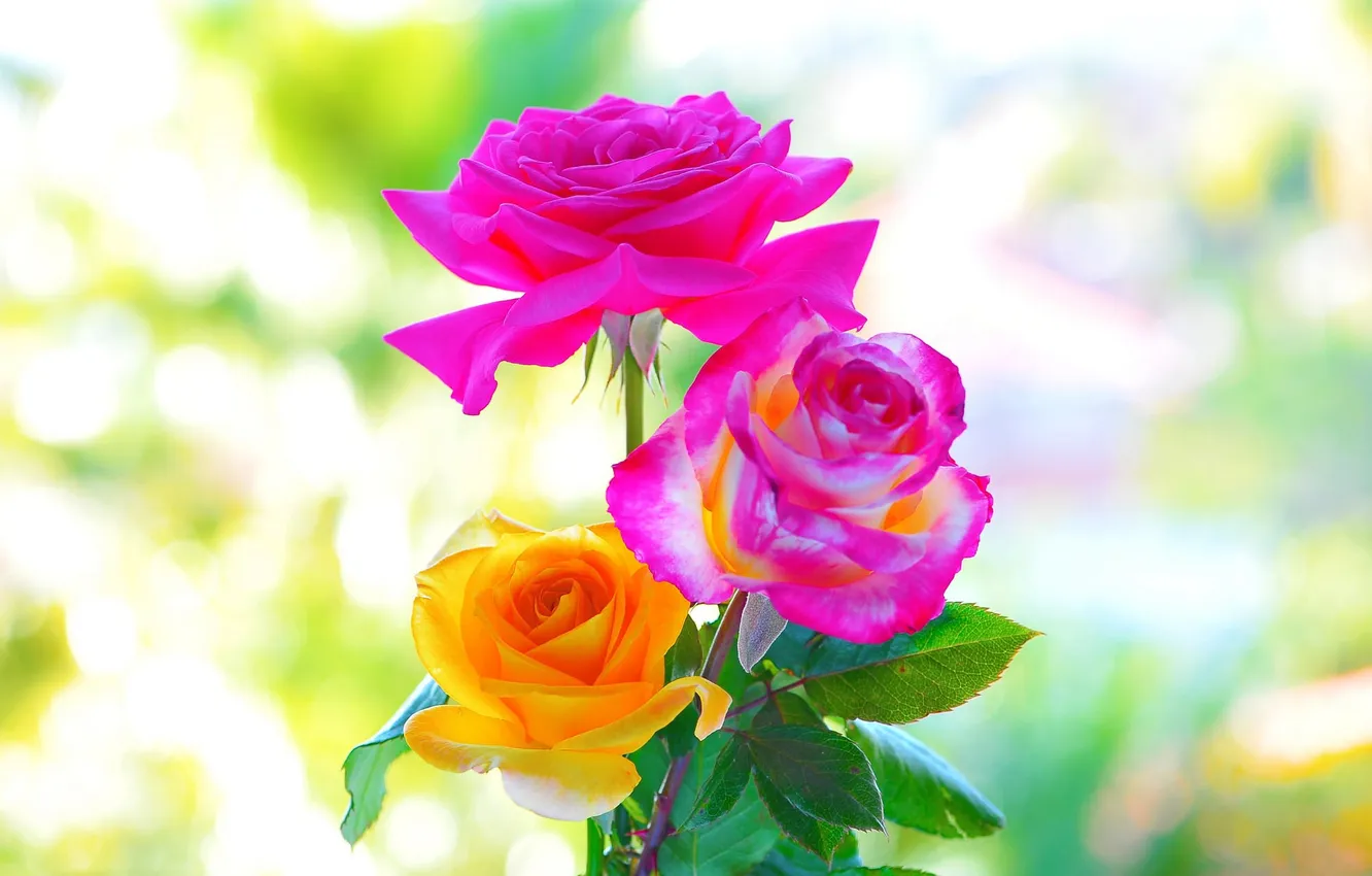 Фото обои макро, фон, розы, красота, лепестки