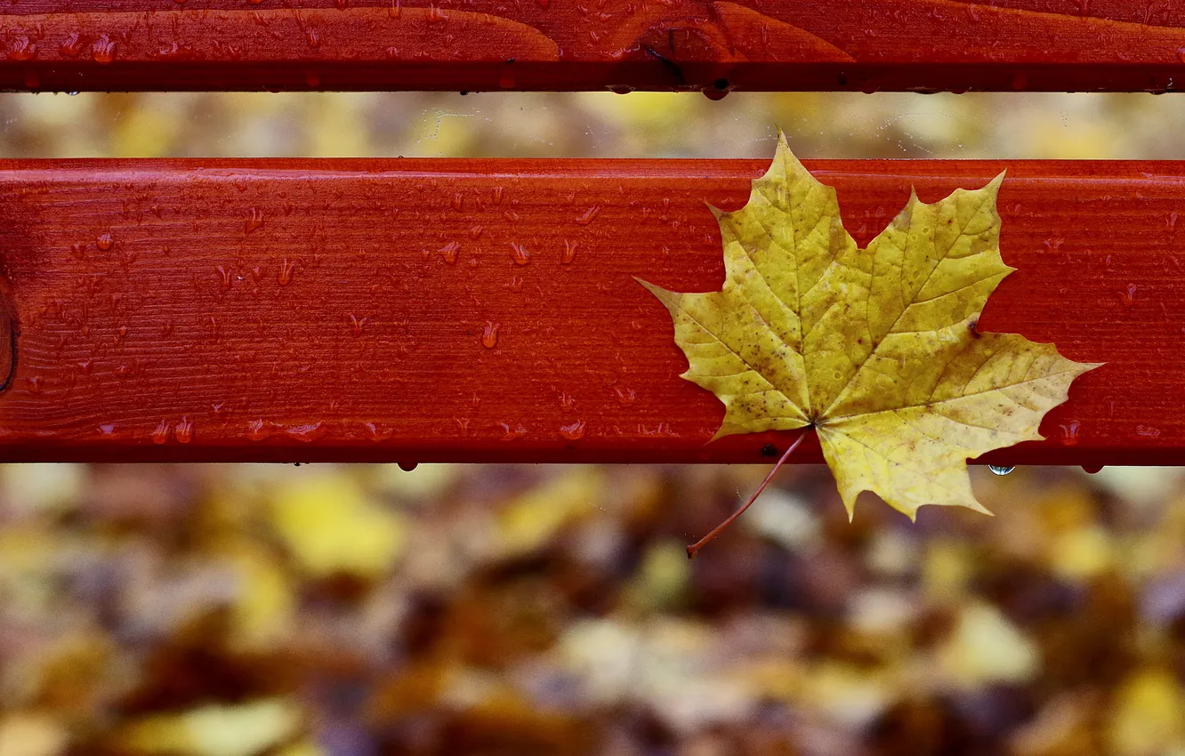 Фото обои осень, капли, скамейка, желтый, лист, дождь, осенний, кленовый