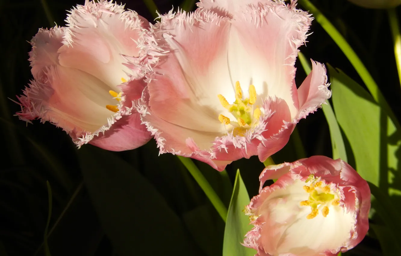 Фото обои цветы, widescreen, обои, тюльпан, весна, тюльпаны, wallpaper, широкоформатные