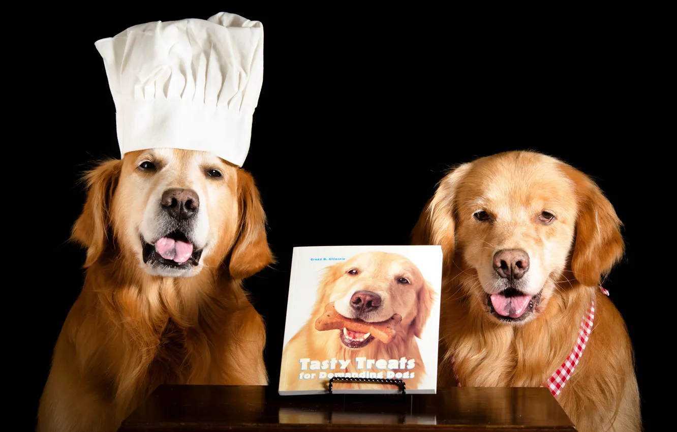 Фото обои язык, собаки, морда, стол, две, собака, пара, повар
