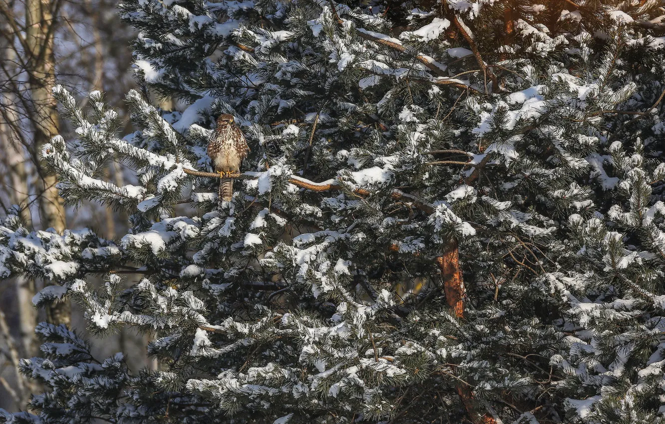 Фото обои снег, дерево, птица, ель, Ястреб, Канюк