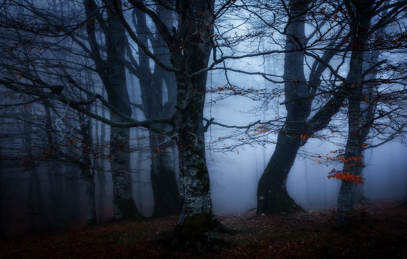 Фото обои осень, лес, ветки, туман, полумрак, сумерки