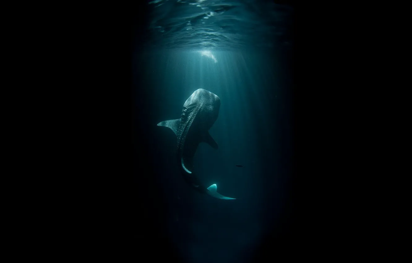 Фото обои море, вода, свет, океан, темно, монстр, тень, рыба