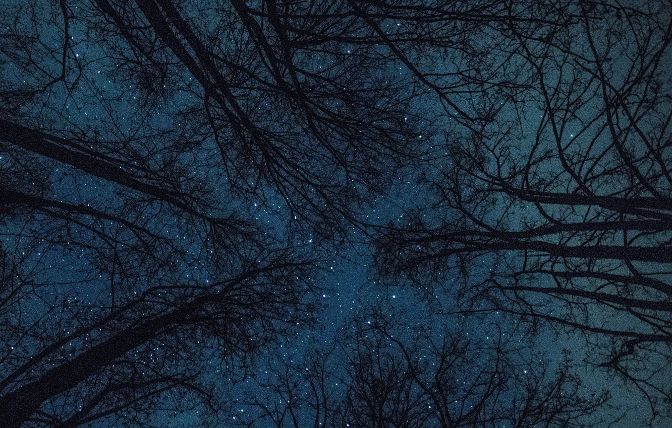 Фото обои лес, небо, звезды, деревья, ночь, природа