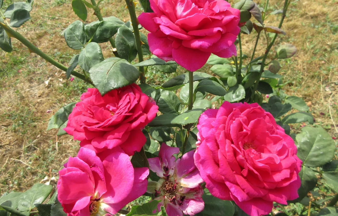Фото обои куст, розы, розовые, трио, mamala ©