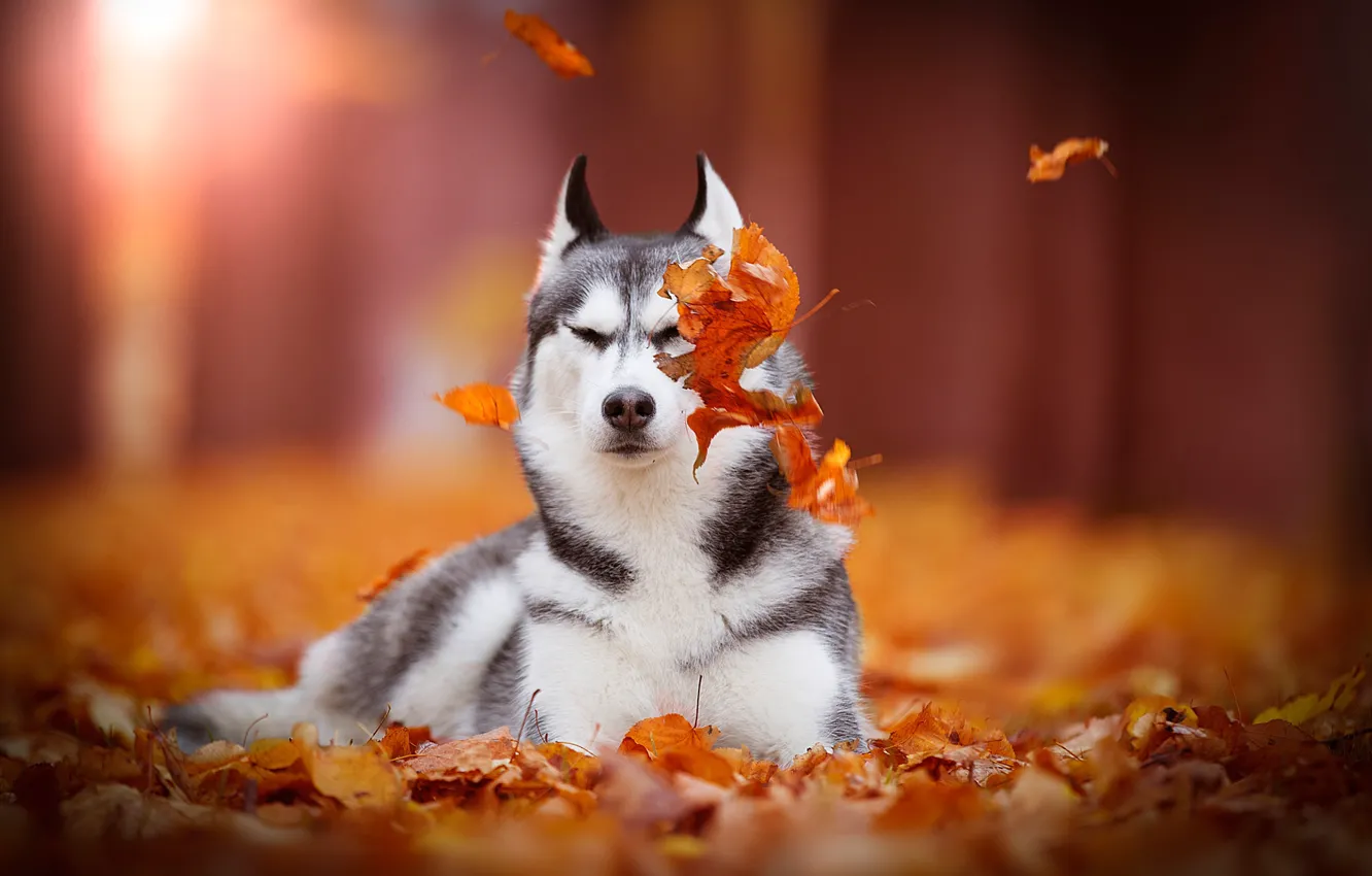 Фото обои осень, листья, собака, боке, Сибирский Хаски