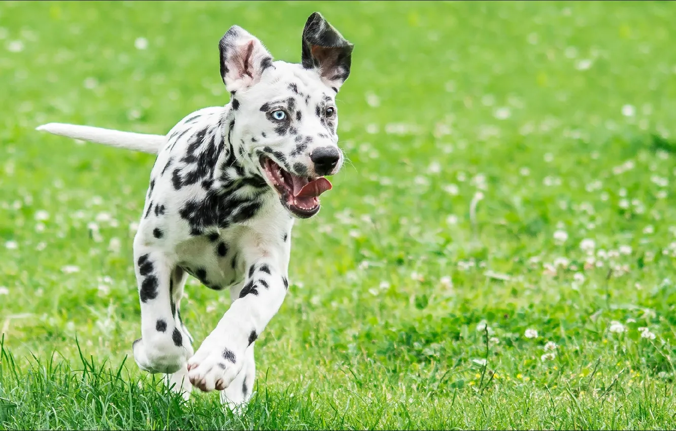 Фото обои animals, dog, Summer, dalmatian, temnobelos