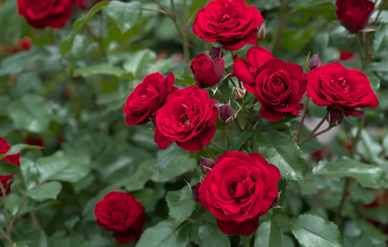 Фото обои розы, лепестки, красные, бутоны, цветение