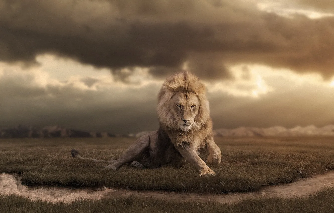 Фото обои тучи, лев, Африка, дикая природа, ретушь