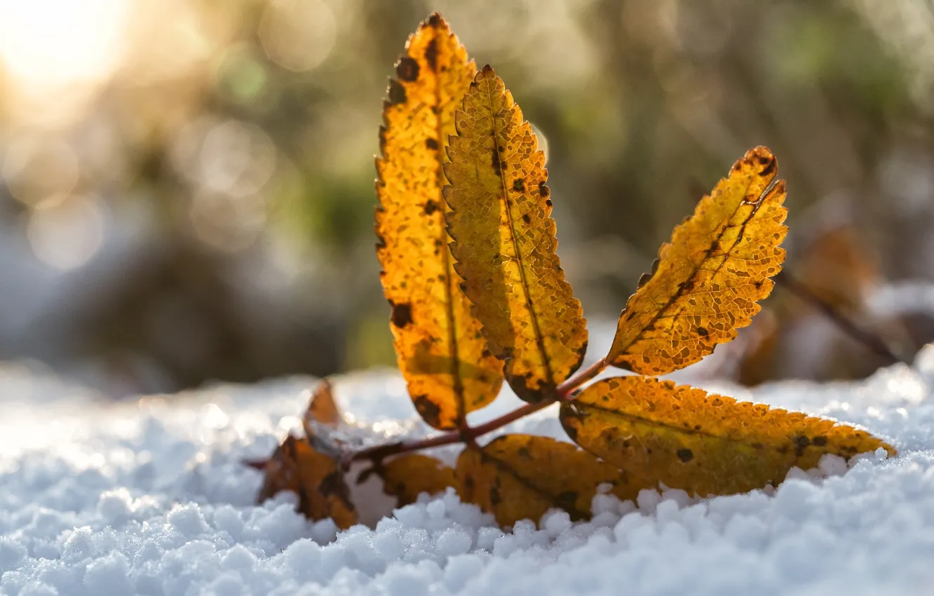 Фото обои зима, снег, желтый, лист, осенний