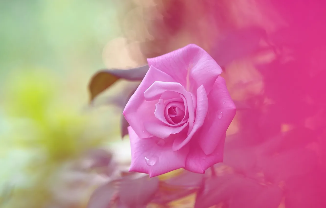 Фото обои фон, нежность, роза, розочка, розовая роза