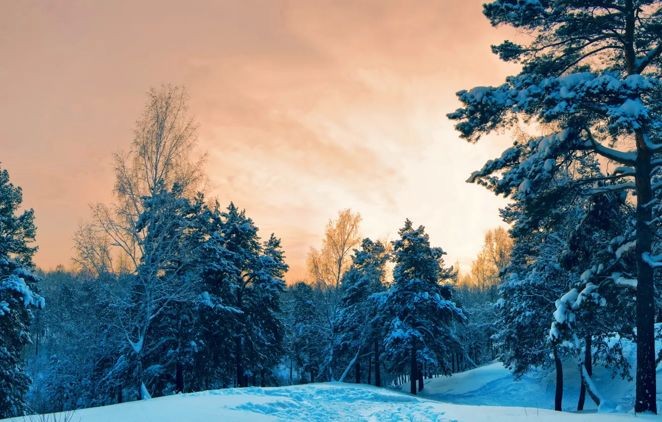 Фото обои зима, лес, небо, снег, сугробы, тропинка
