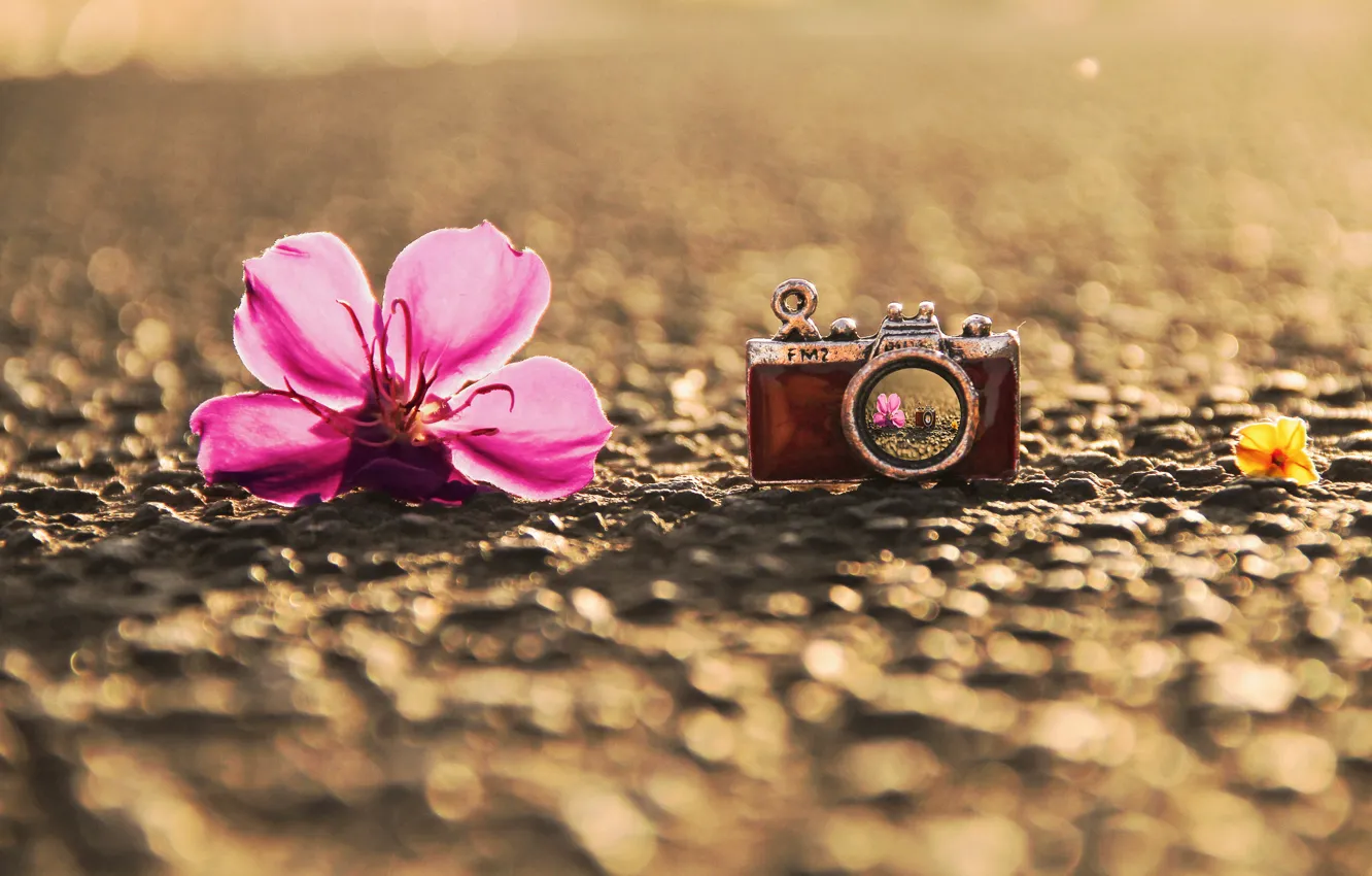 Фото обои цветок, асфальт, макро, отражение, фон, розовый, земля, widescreen