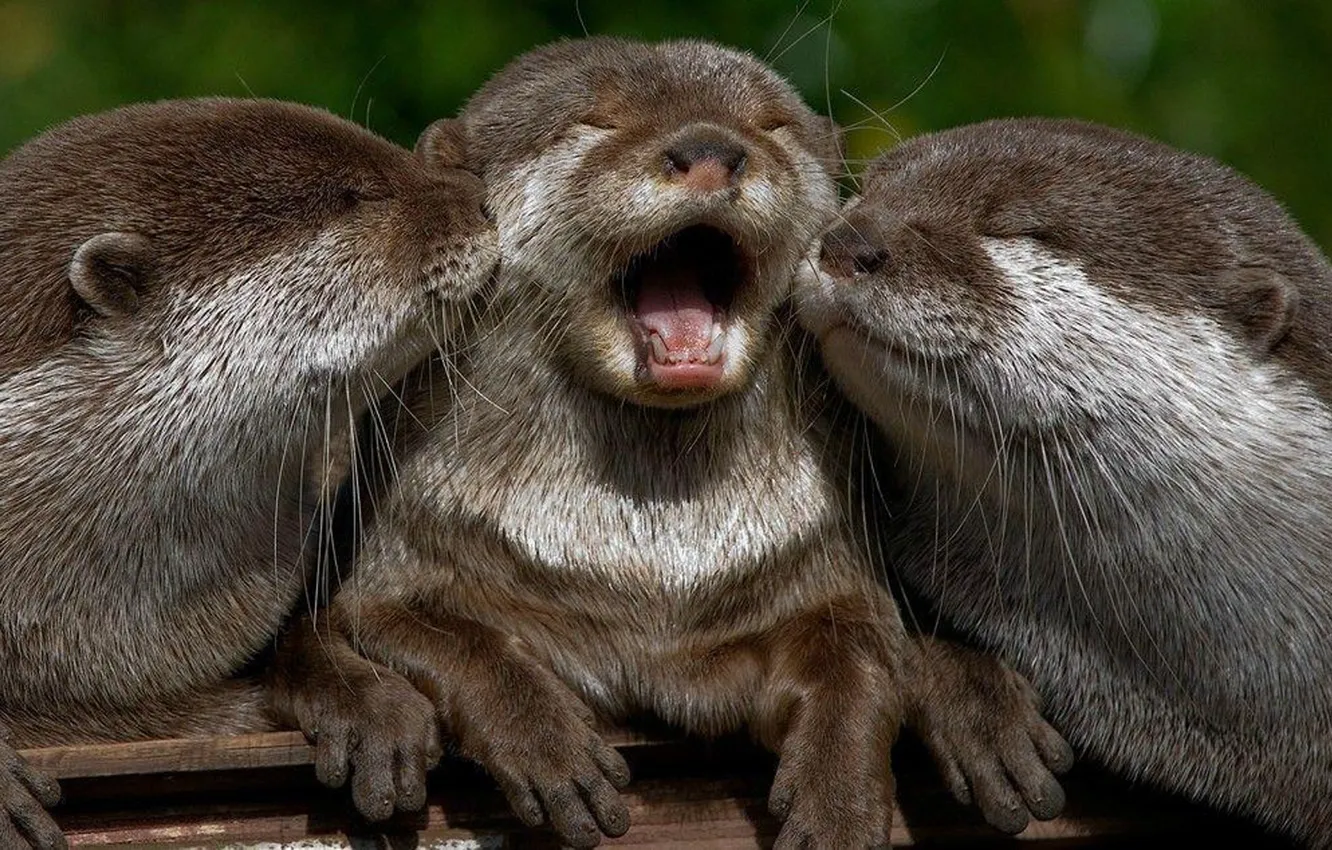 Фото обои animal, fun, playing, wildlife, otters