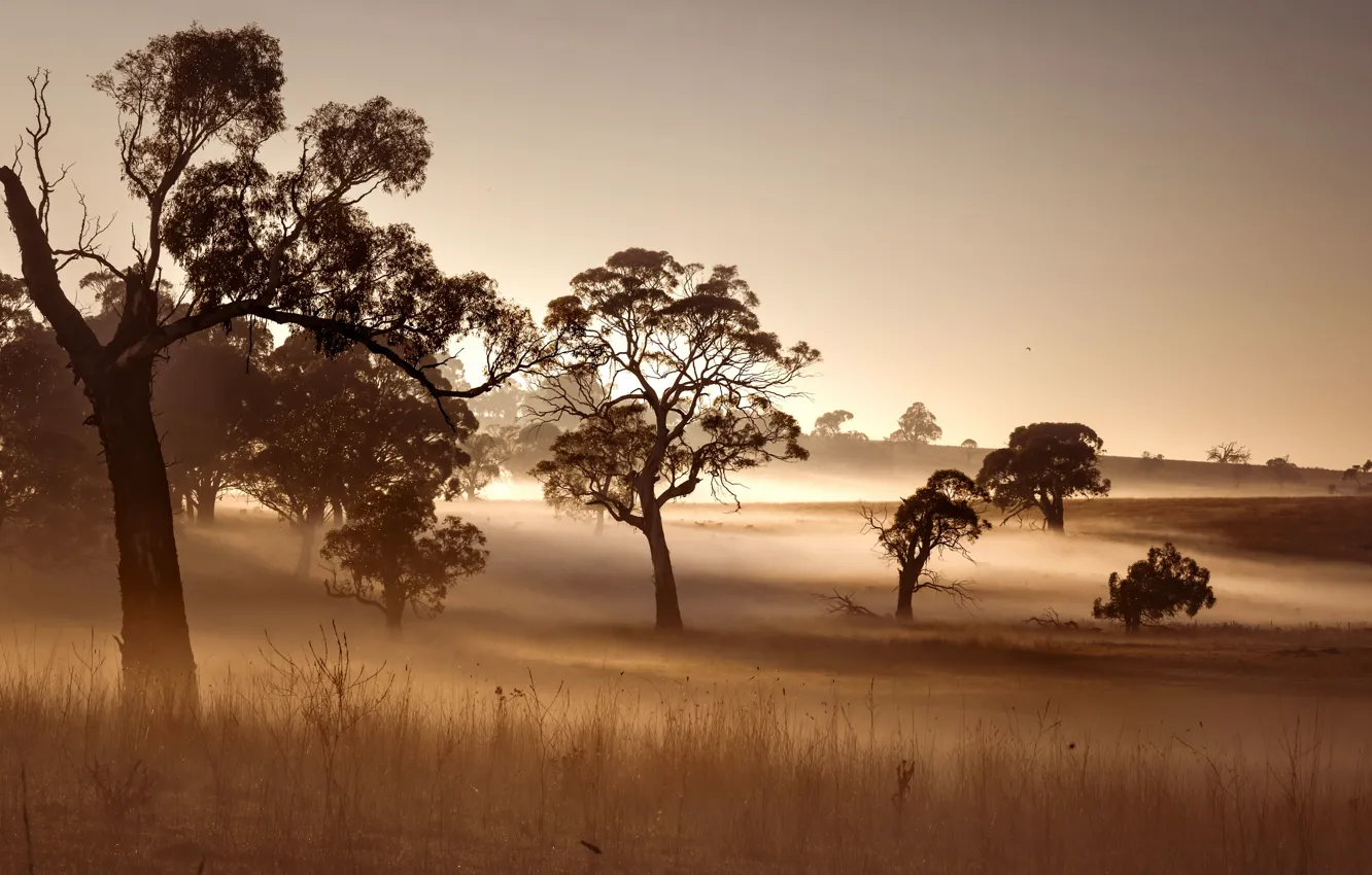 Фото обои поле, природа, туман