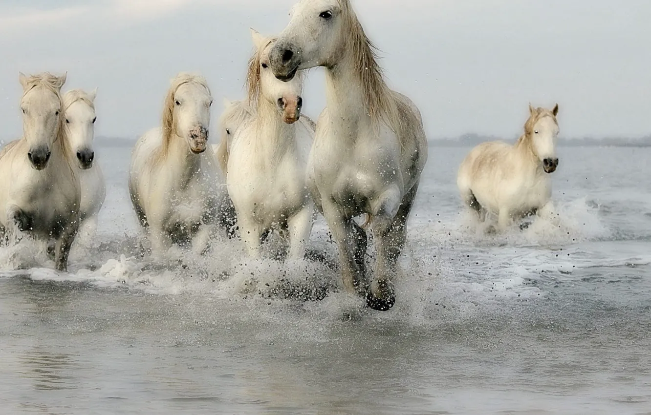 Фото обои horses, mane, horseback riding, seven white horse running across the water