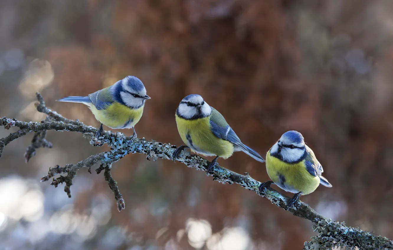 Фото обои птицы, природа, ветка, трио, боке, синицы, Atte Röyskö