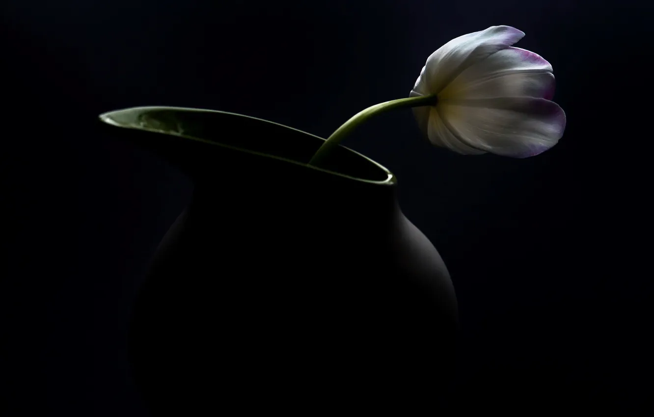 Фото обои цветок, макро, фон, тюльпан