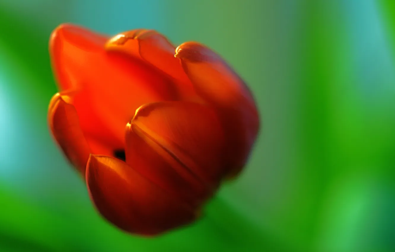 Фото обои зелень, цветок, макро, оранжевый, тюльпан