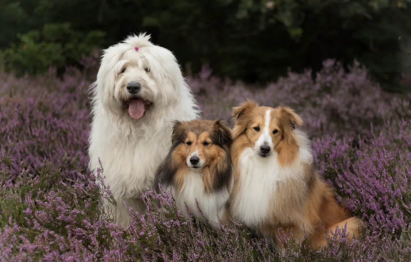 Фото обои собаки, трио, Шелти, вереск, Бобтейл