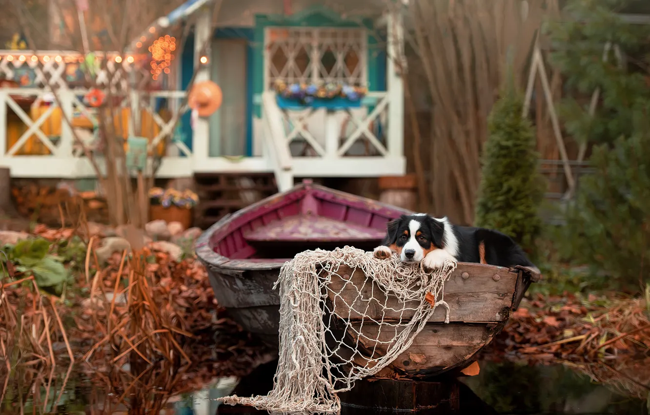 Фото обои животное, сеть, лодка, собака, пёс, аусси, Ирина Ковалёва