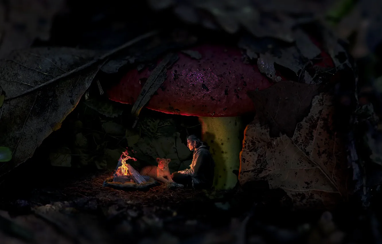 Фото обои abstract, fire, forest, lion, alone, man, mushroom, small