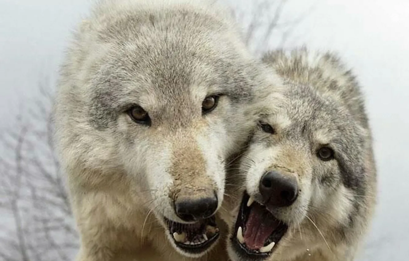 Фото обои nature, predator, animal, wolf, wildlife, portrait, portrait., Canis lupus. face