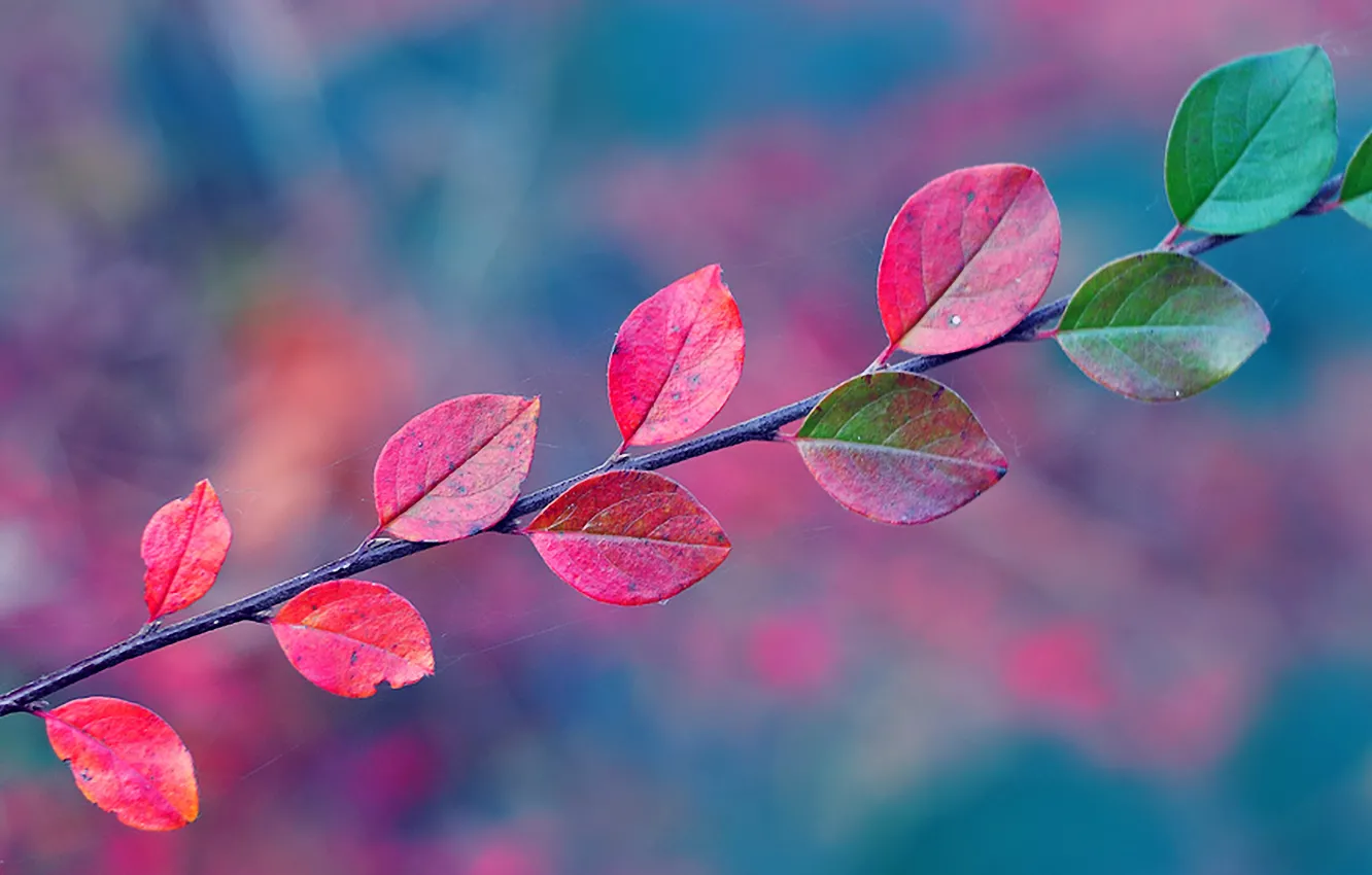 Фото обои листья, паутина, ветка, Осень