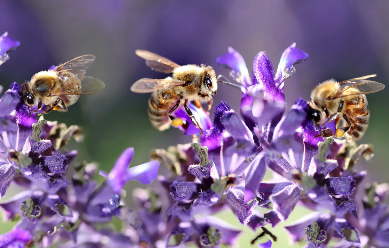 Фото обои макро, свет, цветы, насекомые, пчела, пчелы, опыление, сиреневые