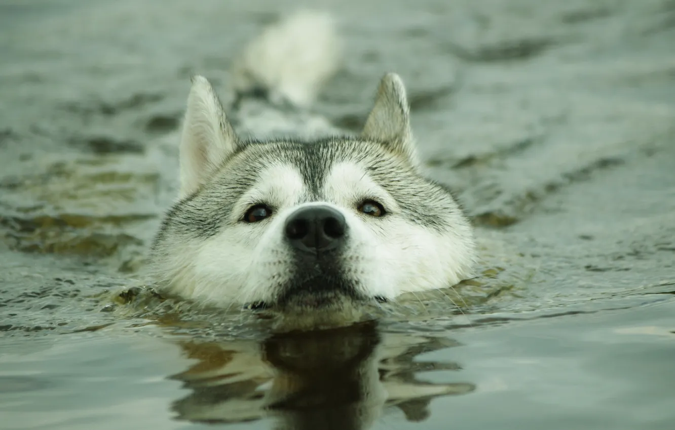 Фото обои вода, собака, хаск