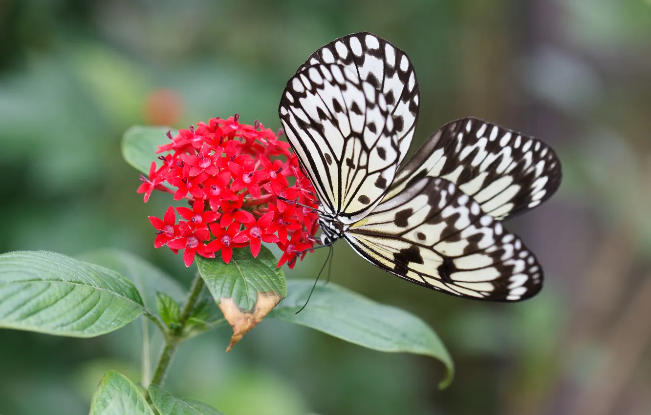 Фото обои цветок, природа, бабочка, крылья