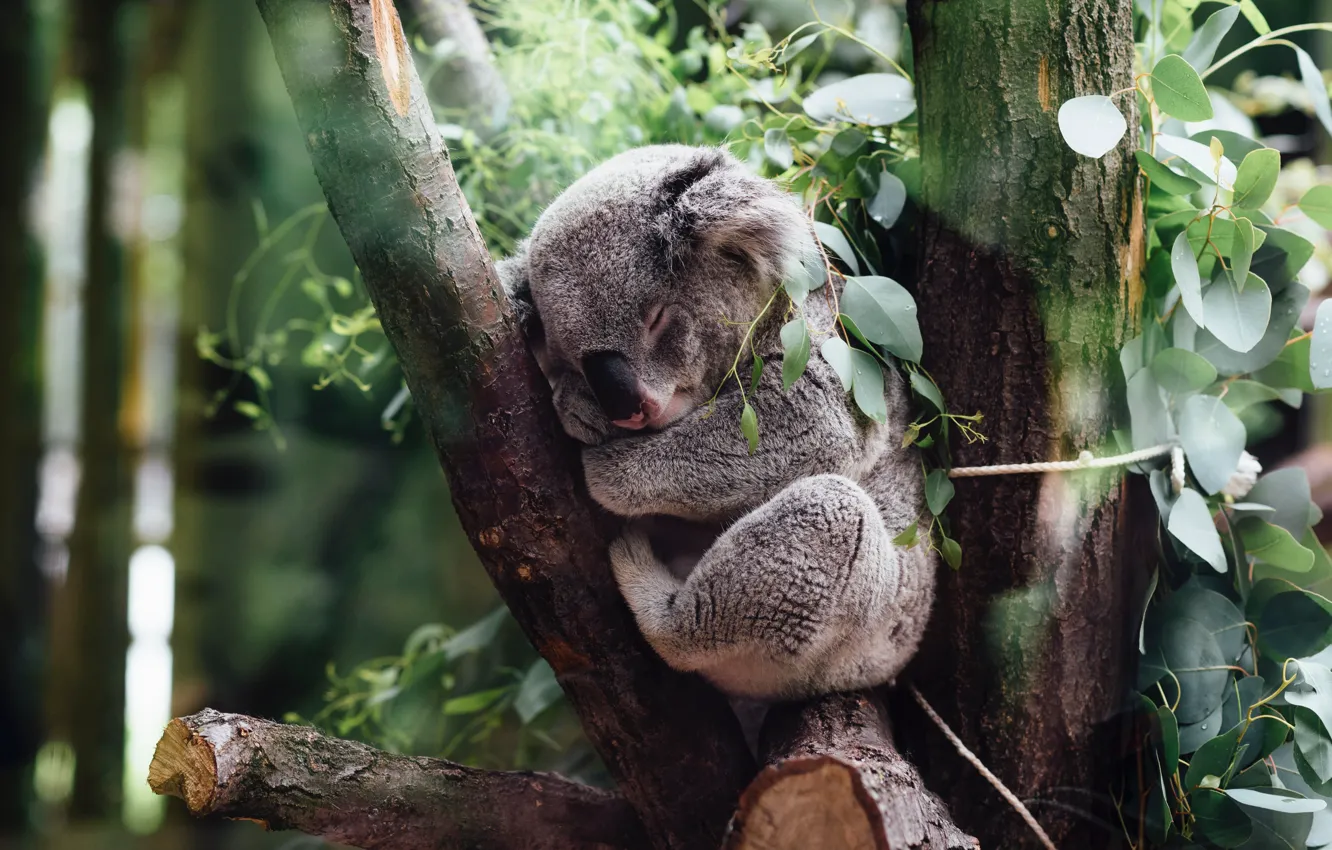Фото обои листья, дерево, ветка, спит, коала