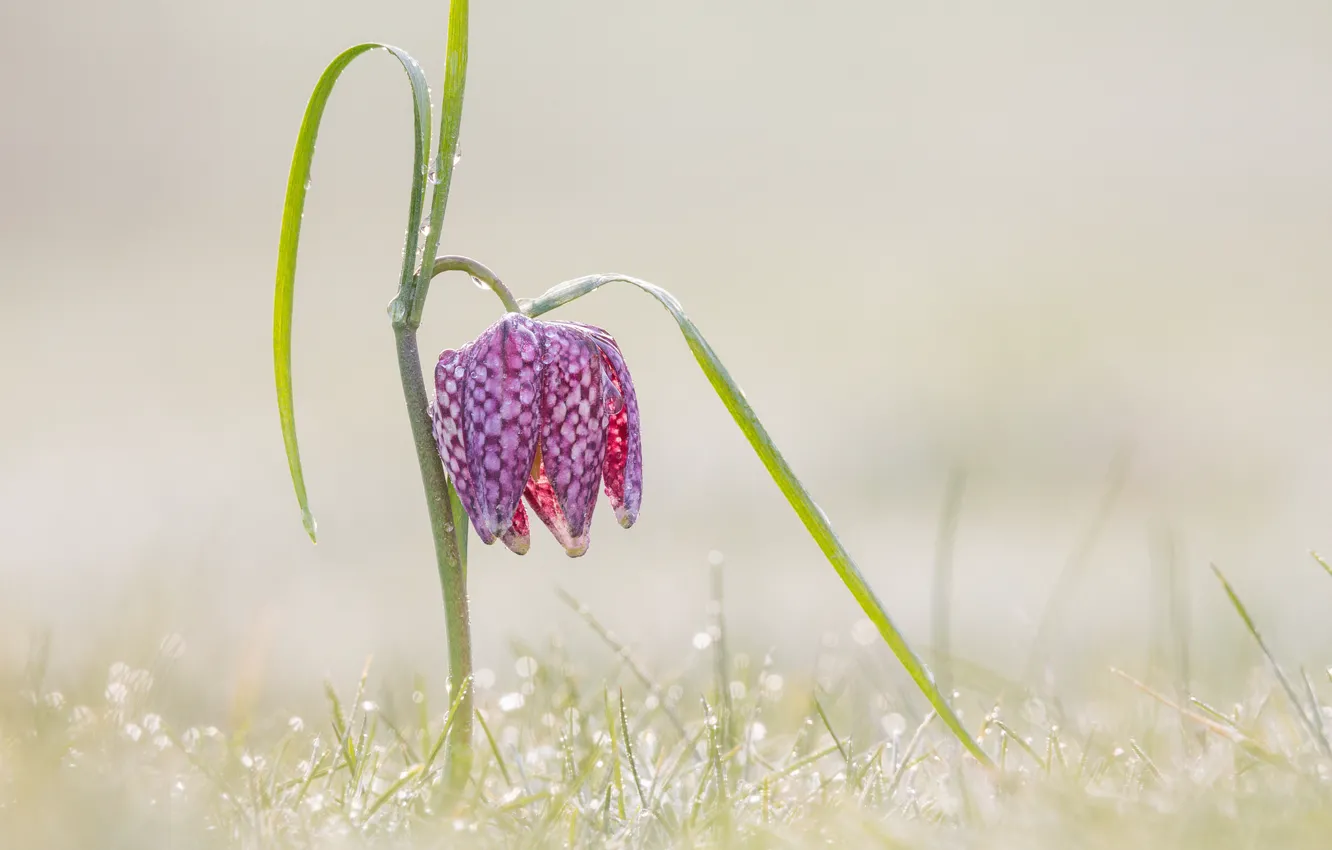 Фото обои grass, flower, drops
