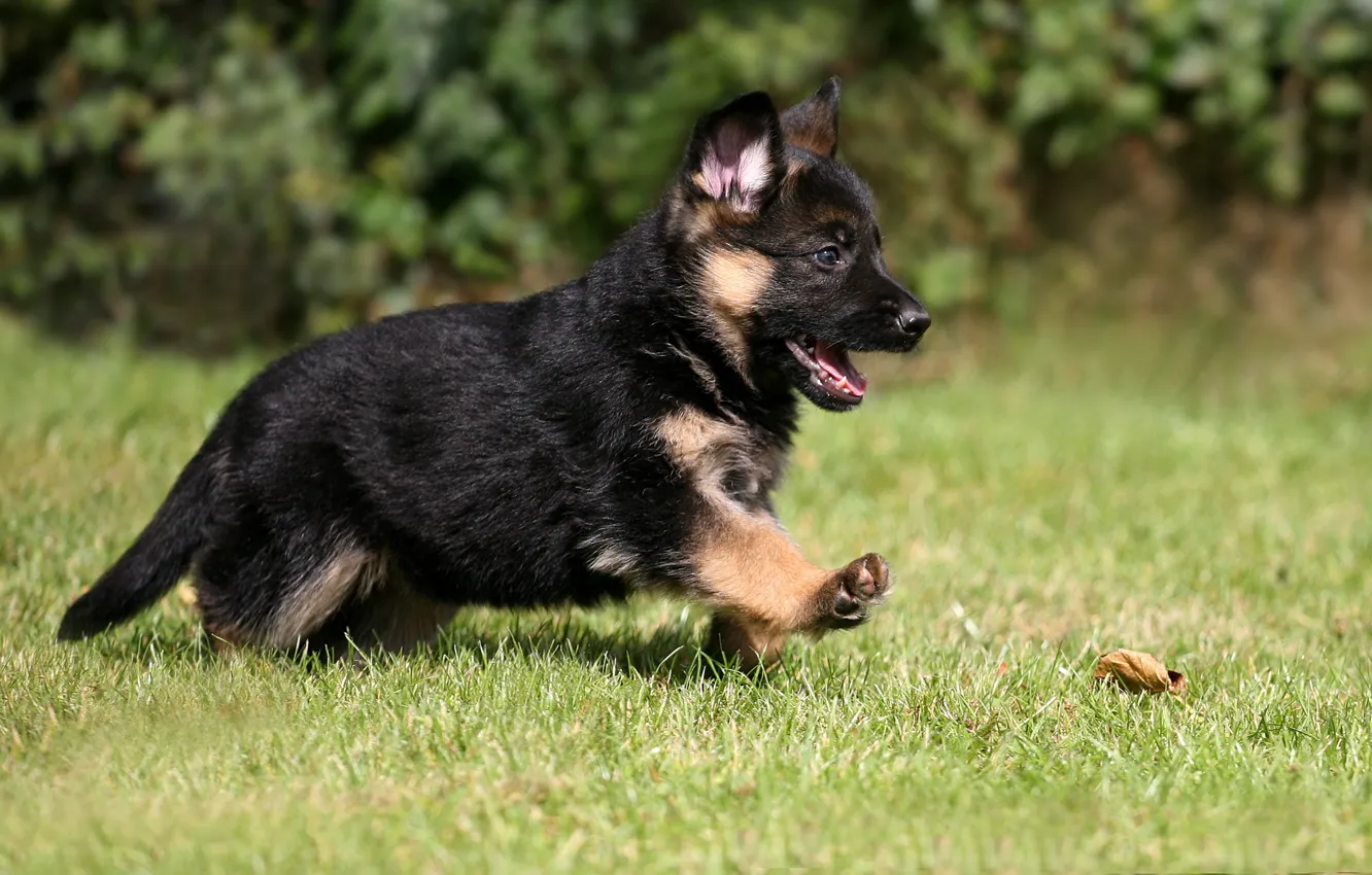 Фото обои puppy, dog, pet, german shepherd