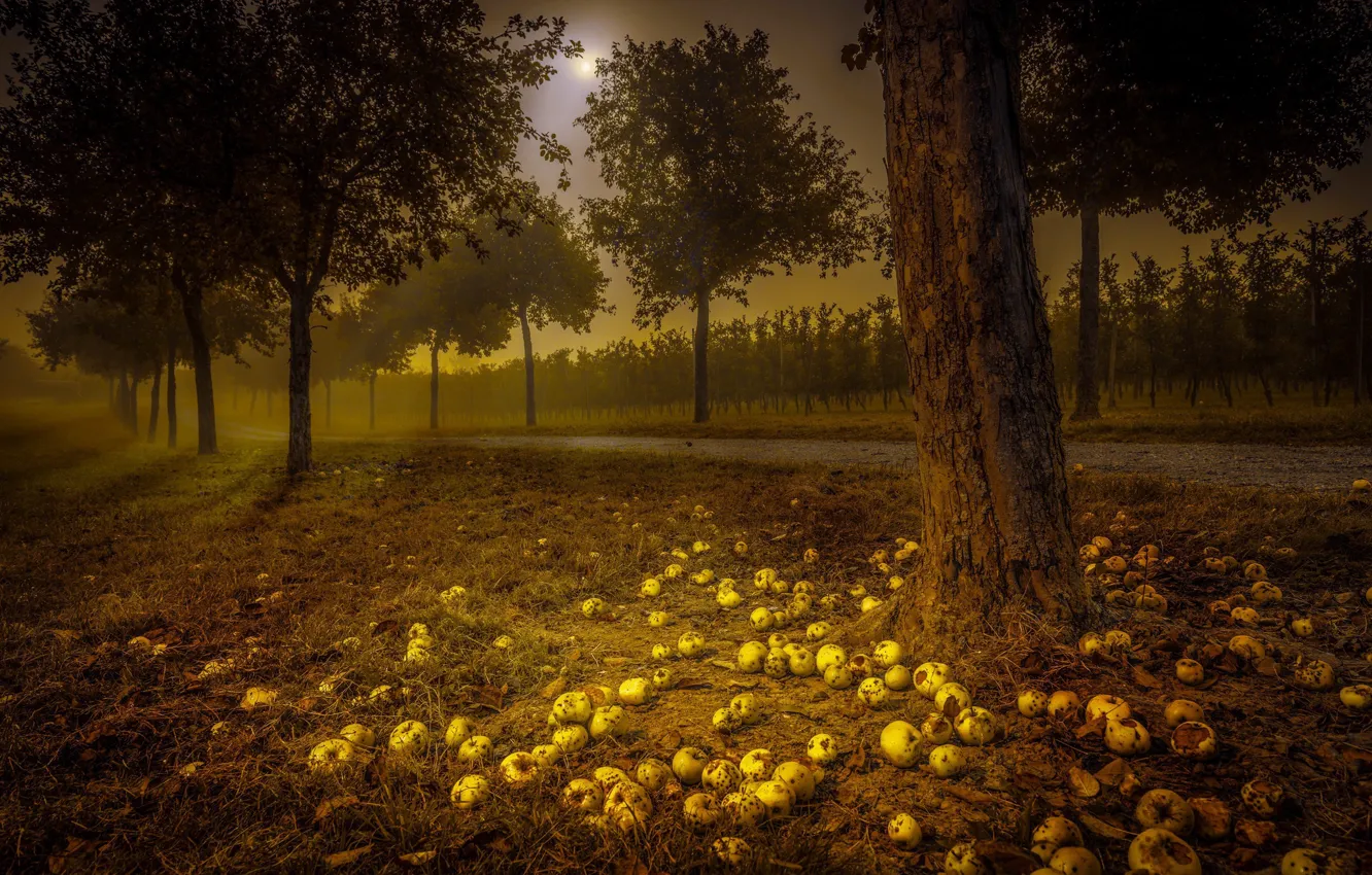 Фото обои дорога, ночь, яблоки