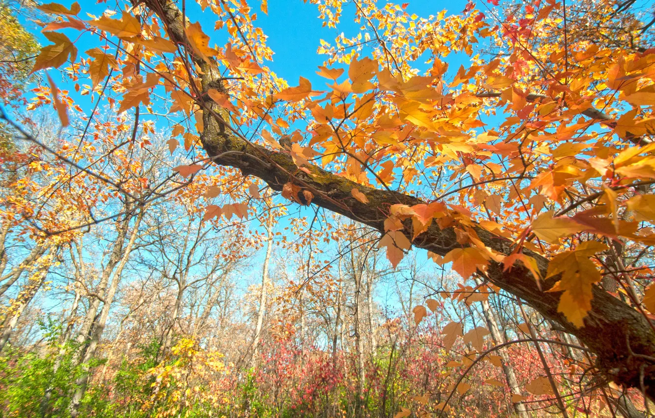 Фото обои осень, небо, листья, ветки, дерево