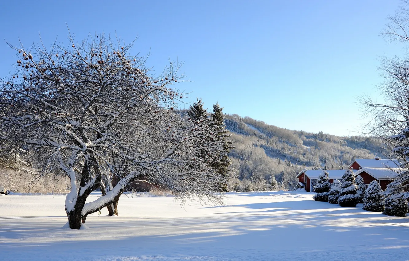 Фото обои зима, небо, снег, деревья, дома, холм