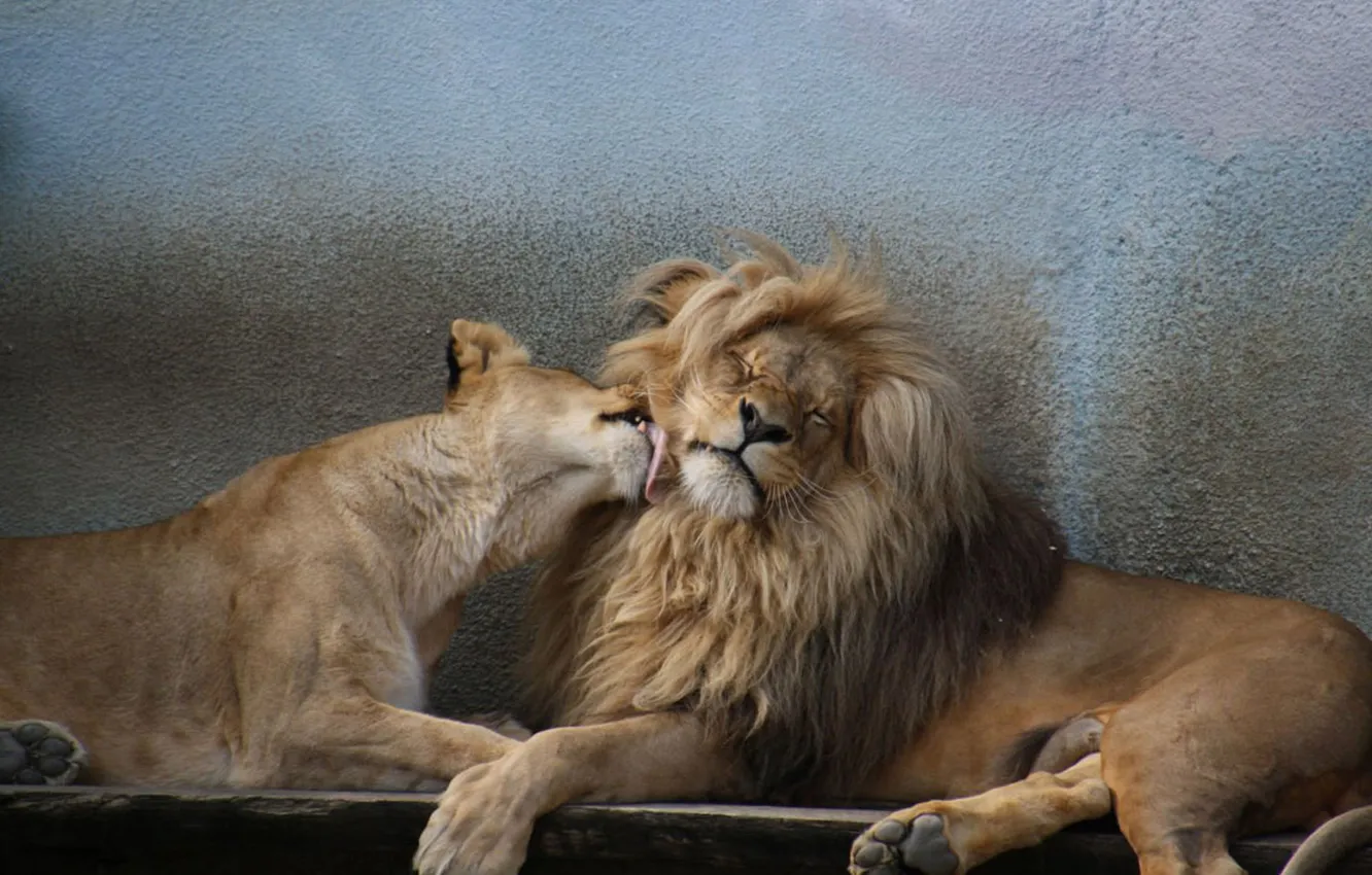 Фото обои love, lions, animal, Africa, big cats, liones, India.