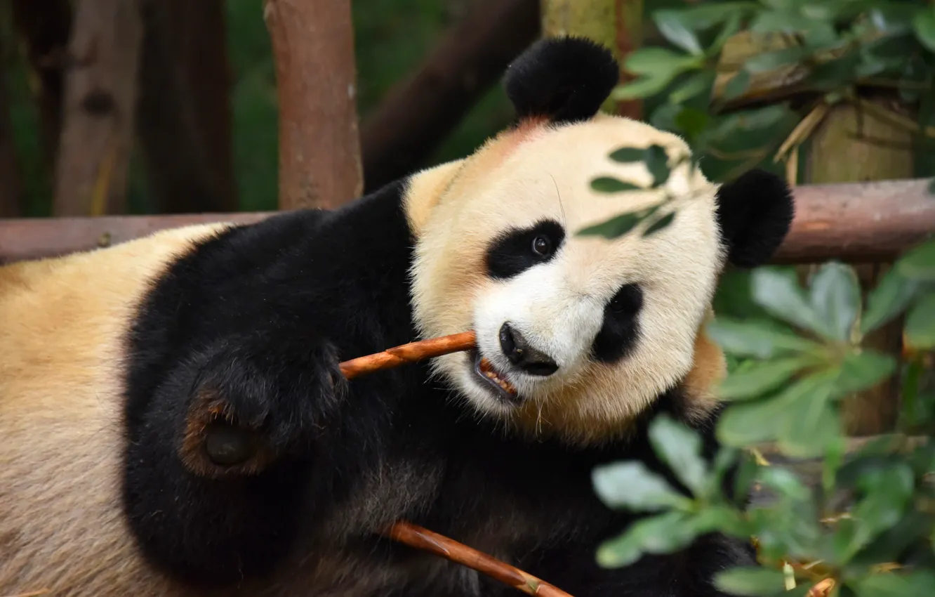 Фото обои морда, листья, бамбук, медведь, панда