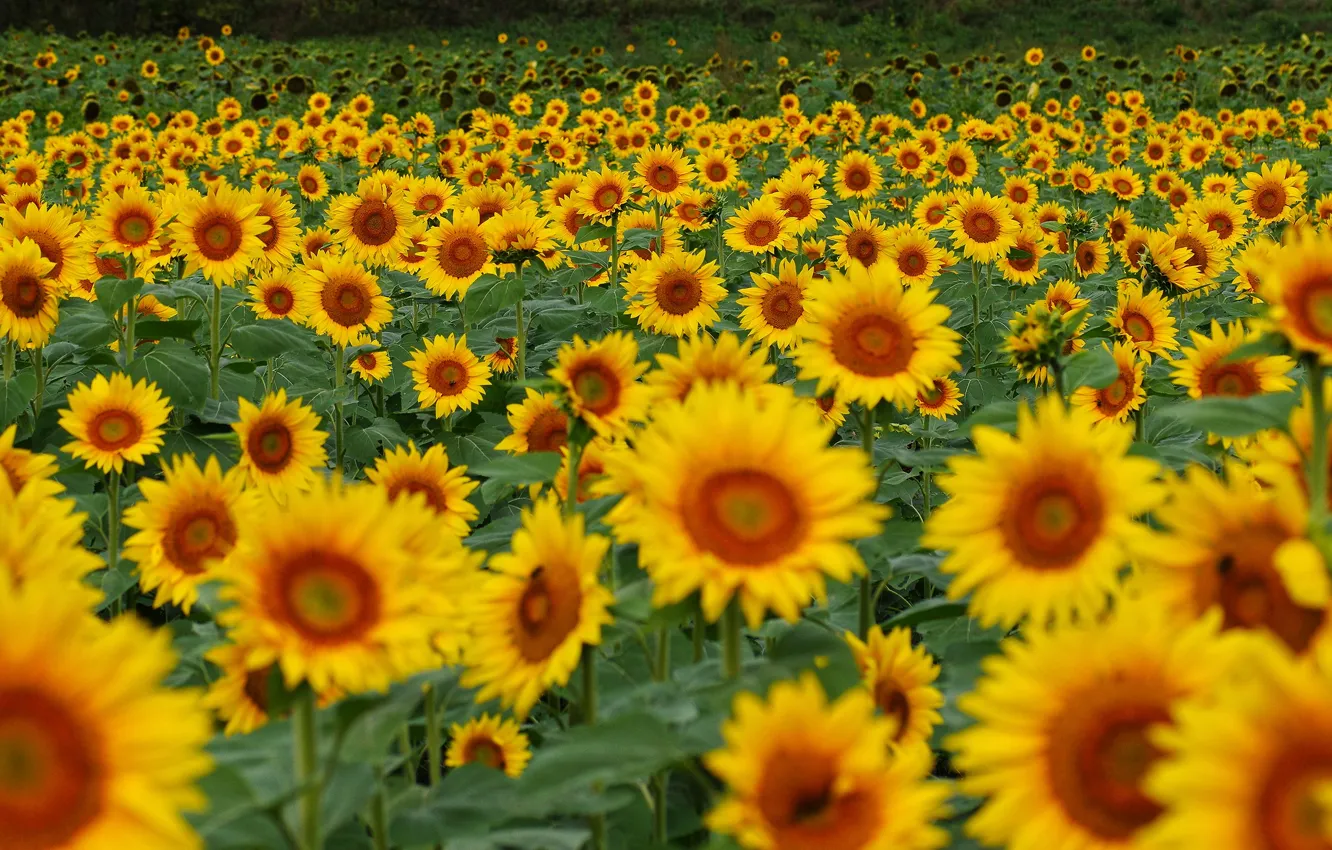 Фото обои поле, лето, подсолнухи, цветы, желтые, много, подсолнечник, поле подсолнухов
