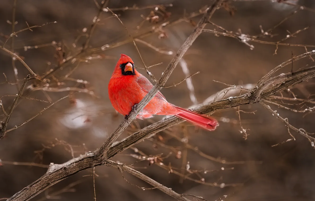 Фото обои ветки, красный, птица, кардинал