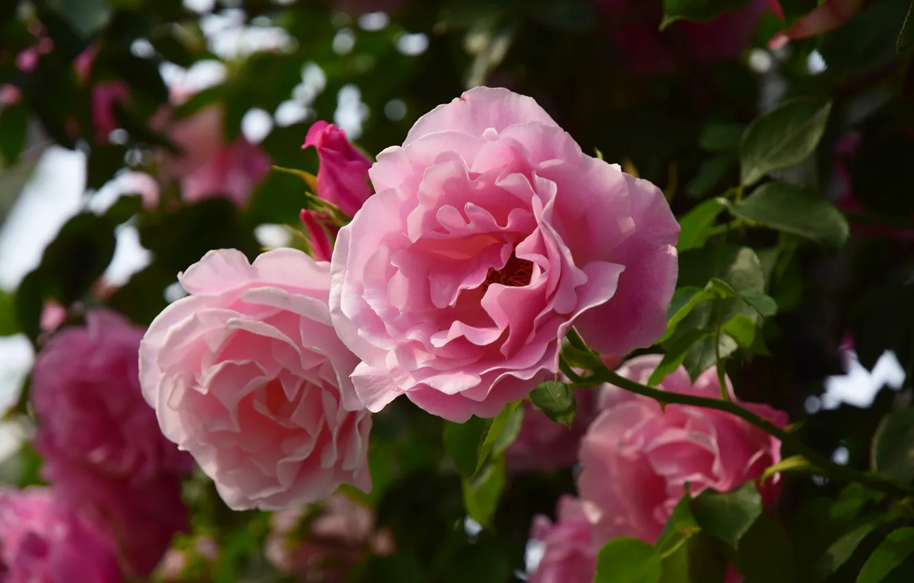 Фото обои листья, цветы, розы, розовые, боке, розовый куст